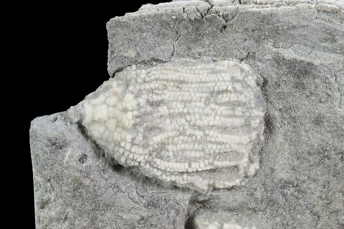 Crinoid Fossil (Eretmocrinus) on Rock - Gilmore City, Iowa #86754